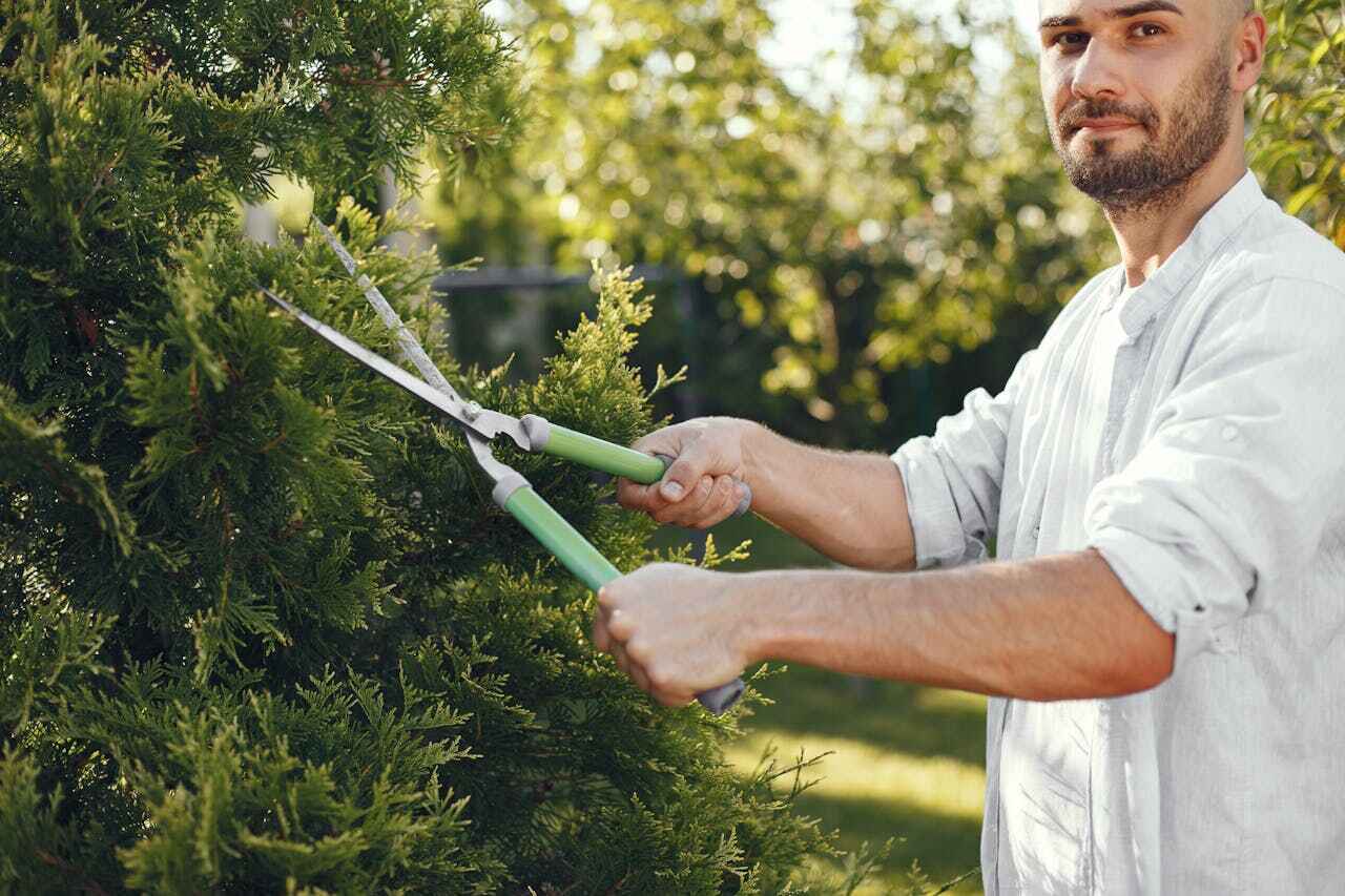 Best Residential Tree Removal  in USA